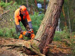 Best Stump Grinding and Removal  in Eunice, LA